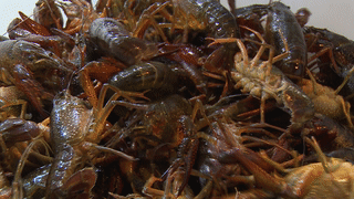 虾香不怕巷子深黑灯虾火尅龙虾