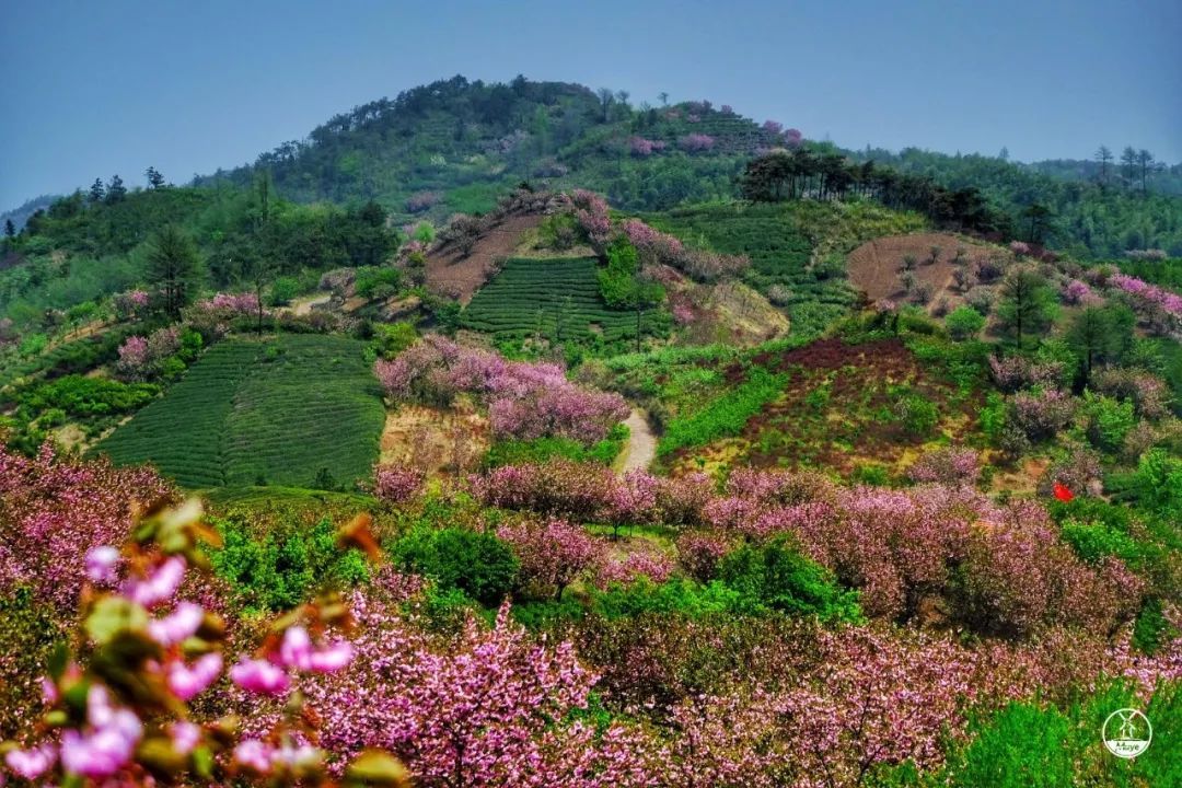 踏春新线414徒步大岚赏樱环线来一场浪漫的樱花之旅