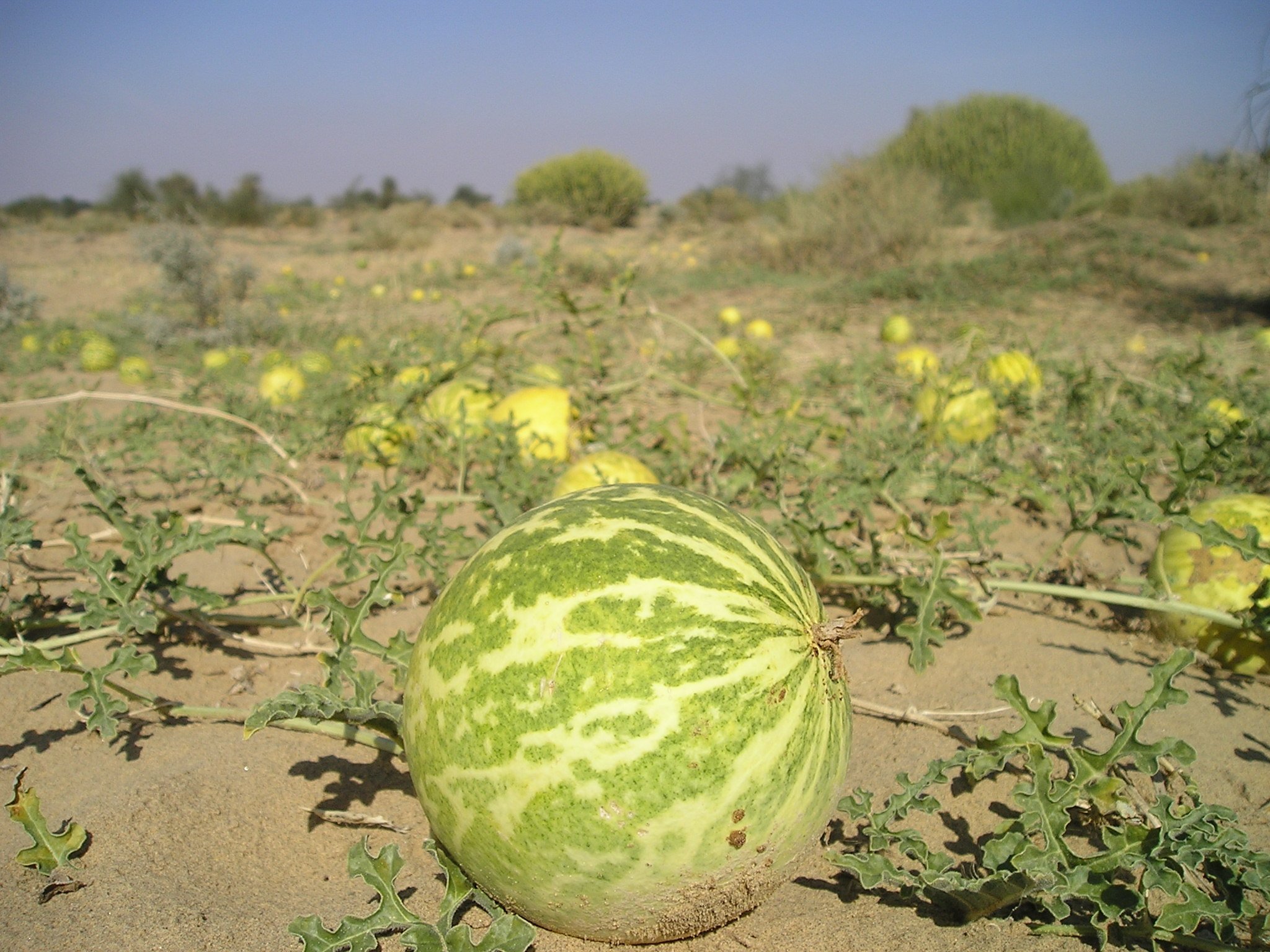 金山银山就是绿水青山沙漠农业五年米瓜是如何将大漠变成瓜果飘香的