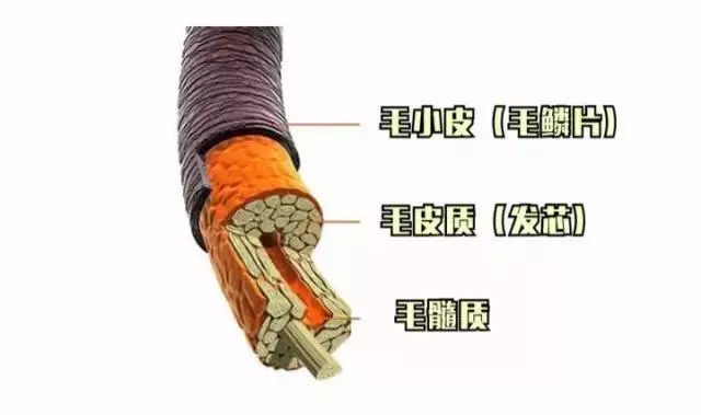 长白头发最主要的原因是头发的皮质和髓质里黑色素颗粒减少.