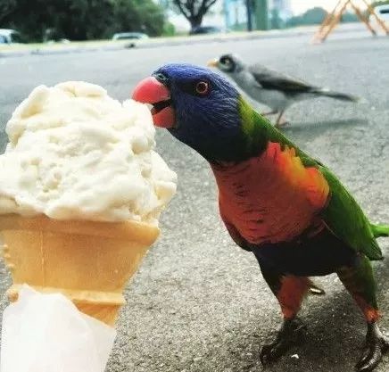 一把好手何况还有海鸥这种冰淇淋迷,对冰淇淋更是爱得深沉鸟这种动物