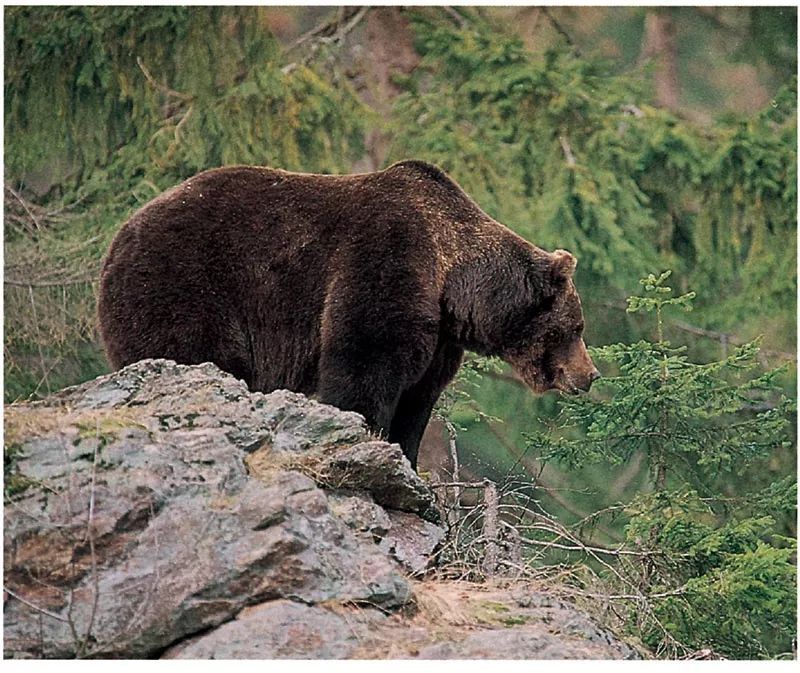 植物王国系列北方森林的野生物二