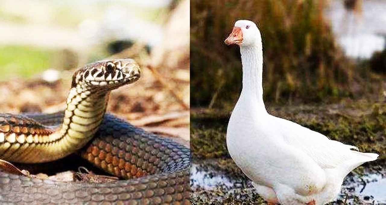 蛇怕鹅图片