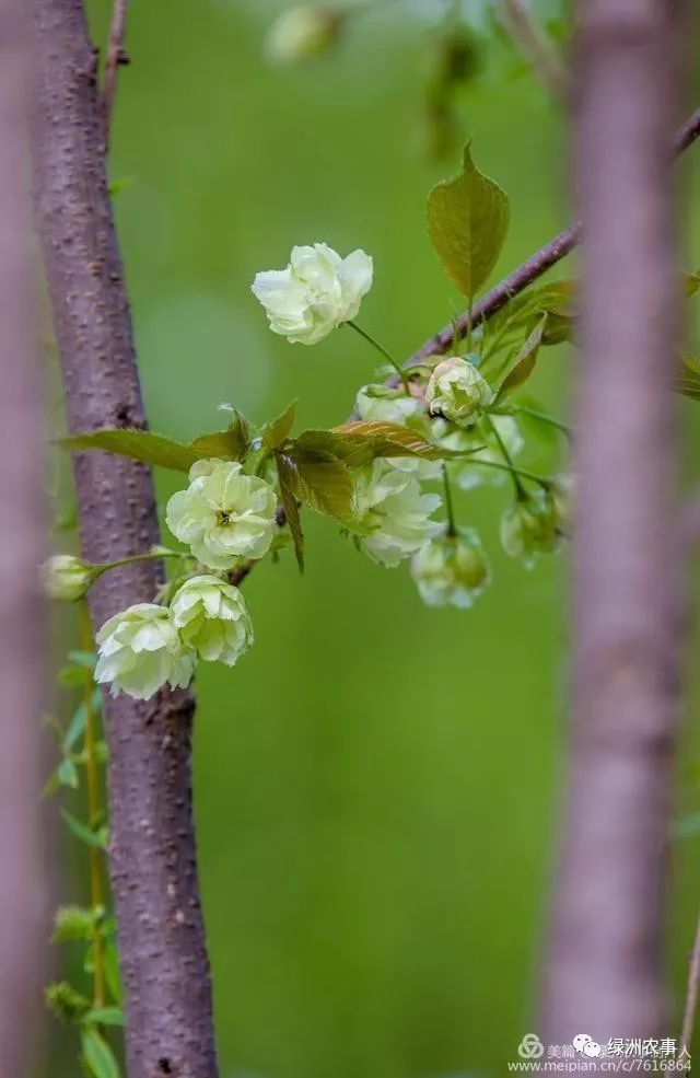 生态家园绿樱花
