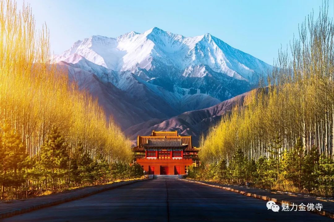 这个周末我在金佛寺杏花海里等你