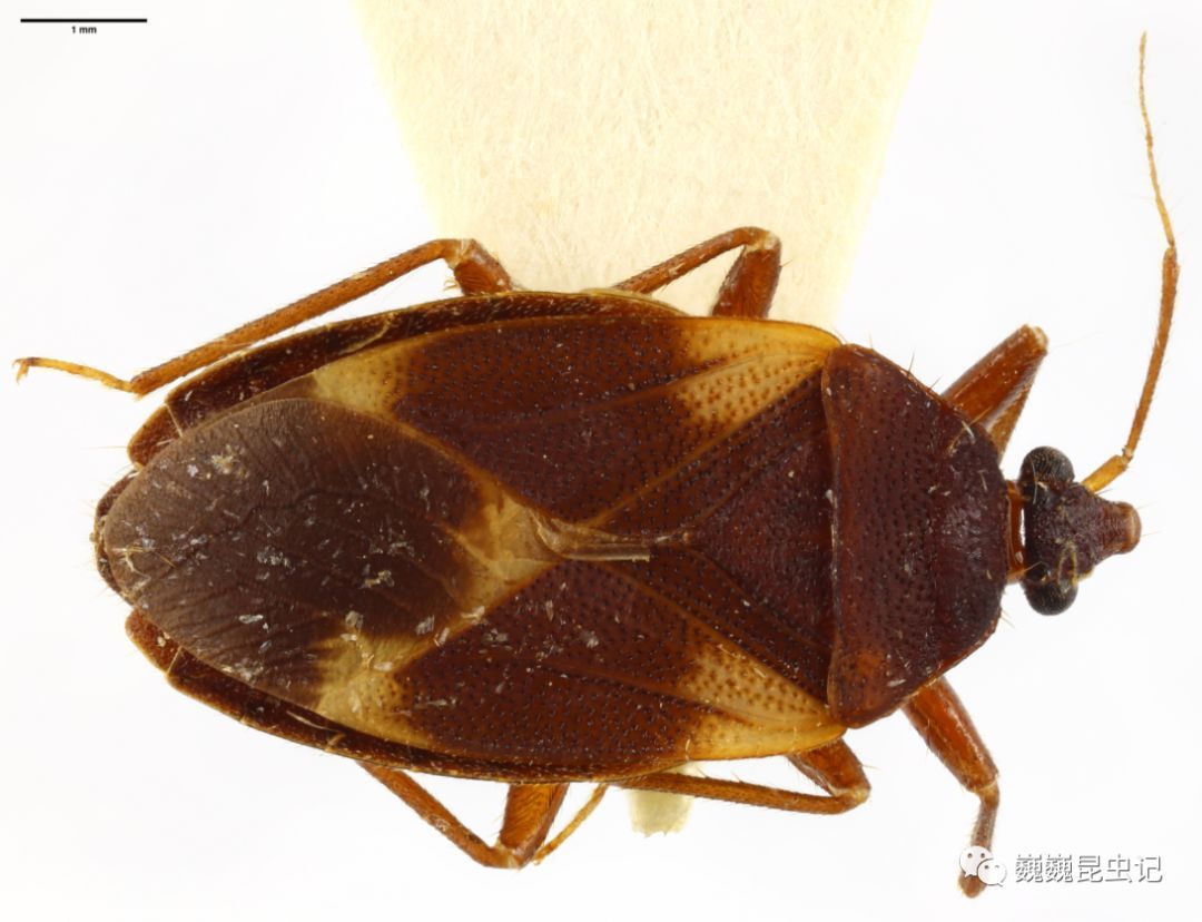 虫人榜单捷克昆虫学家pavel07tys一甲子构建蝽类高阶分类系统