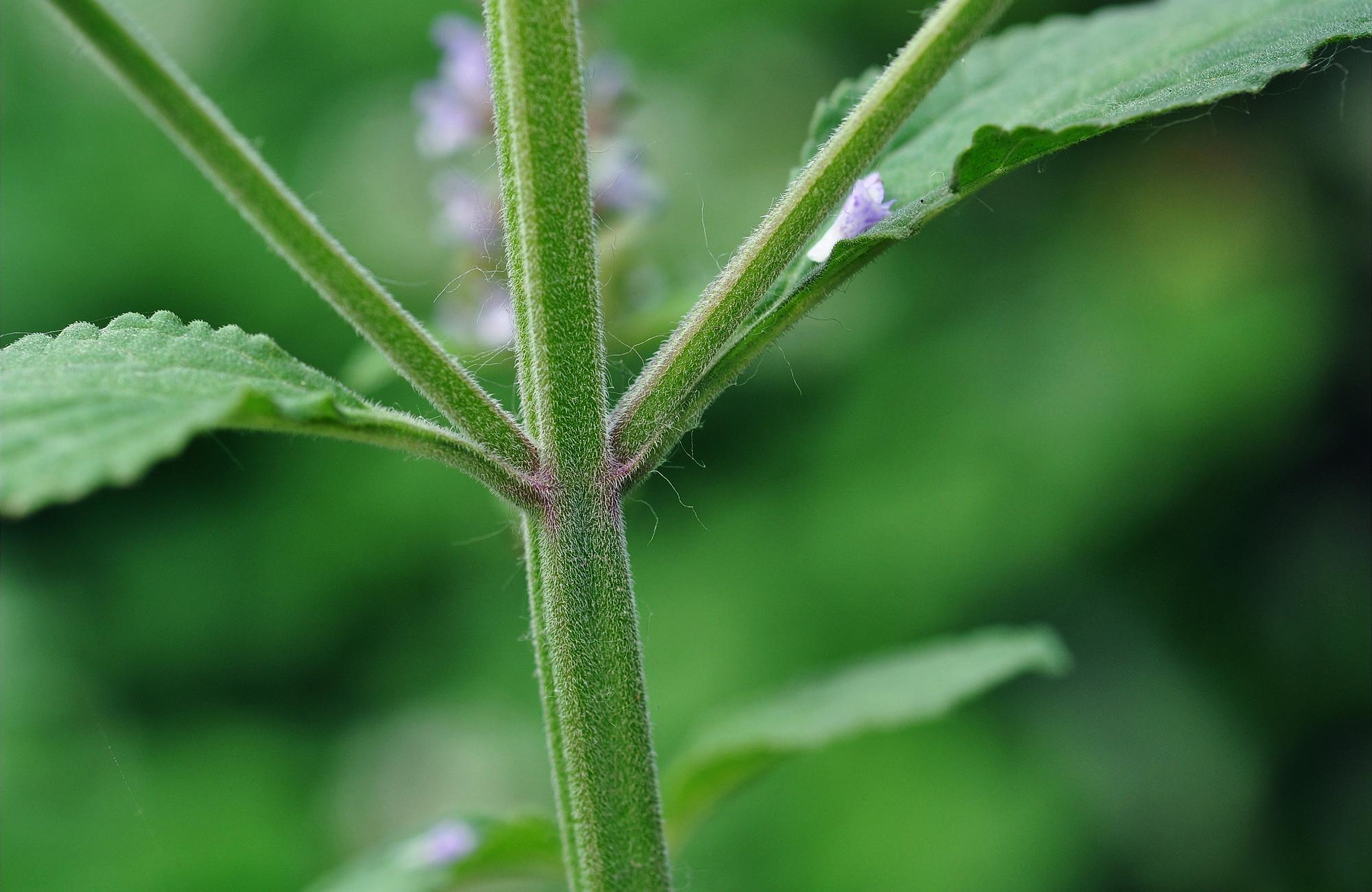 这种野草满身"疙瘩",见到记得摘,城里8元一斤,泡水可除脚气