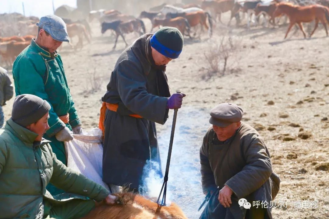 传统游牧文化——烙马印