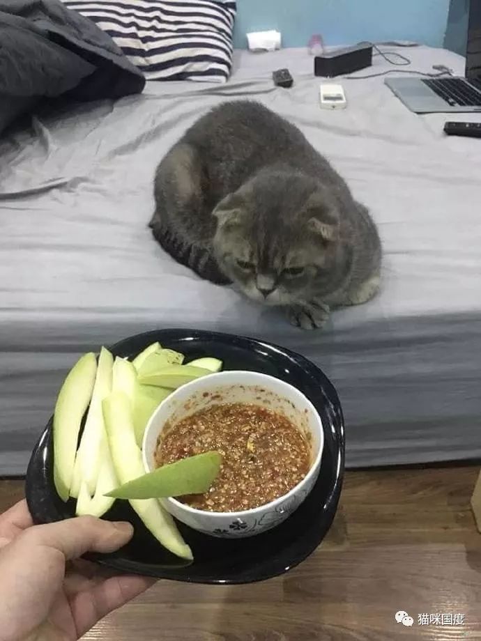 铲屎官想跟猫咪一起吃东西,没想到猫咪那么嫌弃