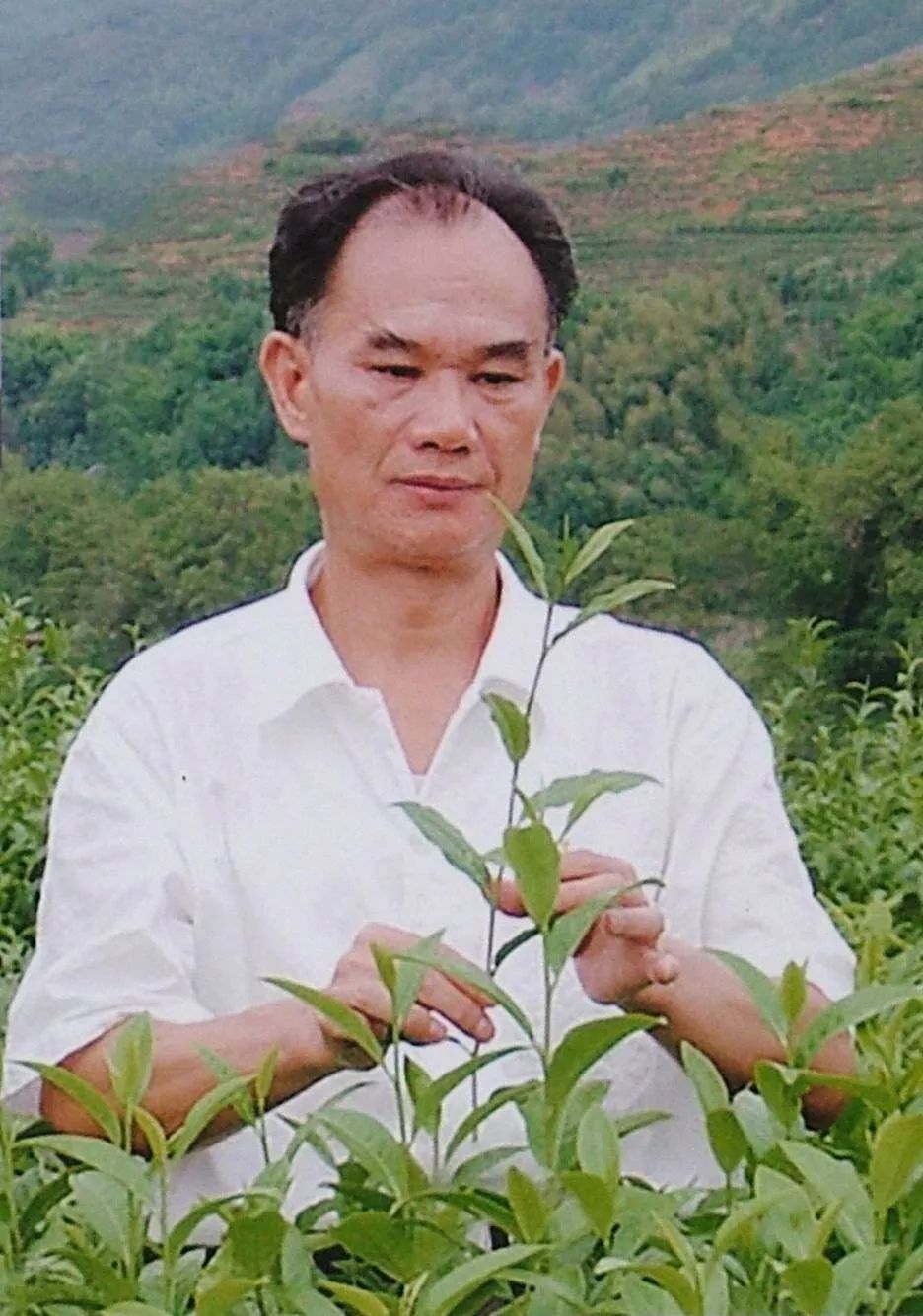 大红袍之父——陈德华民国茶学家——林馥泉台茶之父——吴振铎茶界