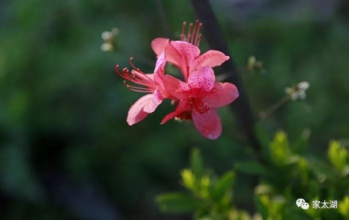 我愛家鄉的映山紅_杜鵑花