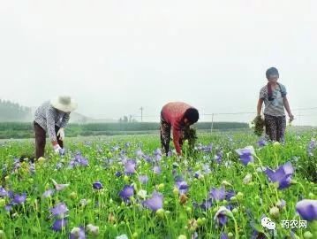 在追求高质量中药材的时代，道地性基地的发展有何重要意义？_生产