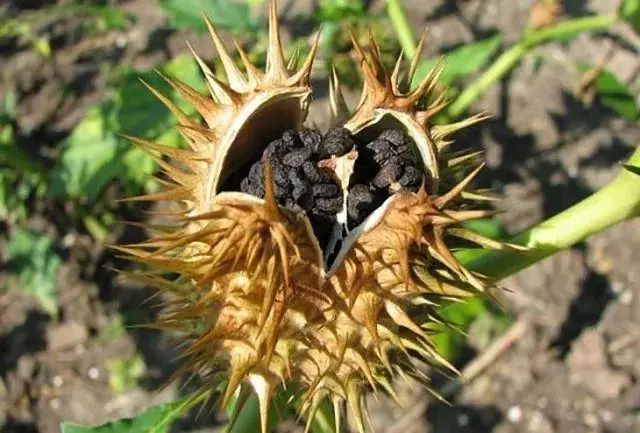 牵到离着它远远的地方,有放羊人也叫它"闹羊草",因为它翠绿的叶子