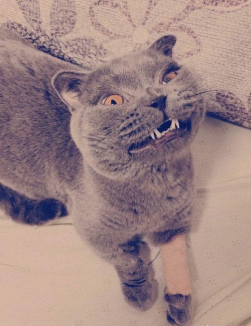 这批猫上热搜啦!因为丑.