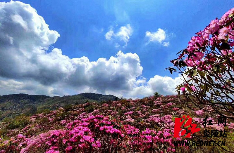 杜鹃花海红似火 2019年云上大院云锦杜鹃花节盛大开幕