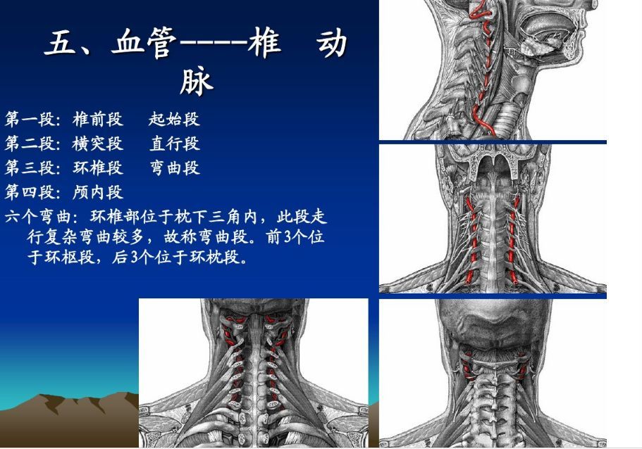 頸椎精細解剖頸椎病