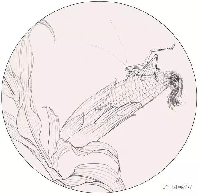 绿蝈蝈怎么画素描图片