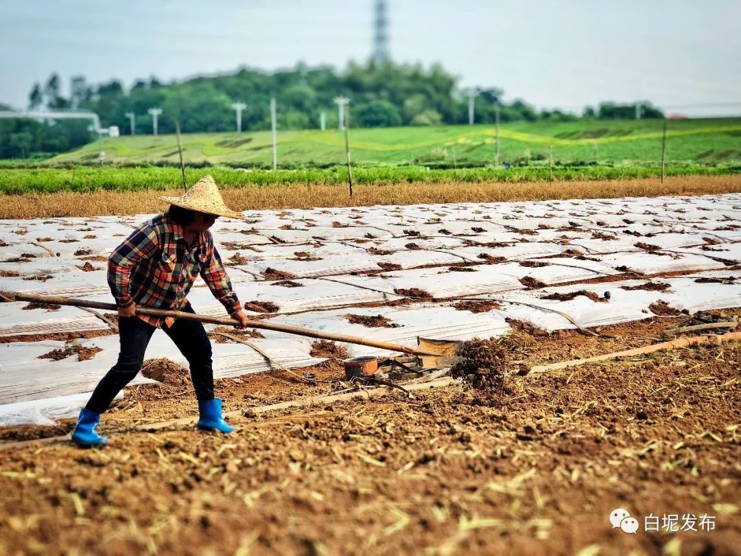 人勤春来早春耕奋斗正当时白坭人民用勤劳播种希望