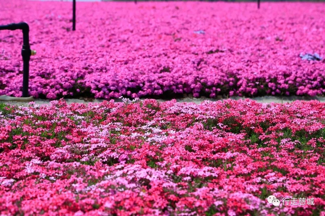 慈城最大的梦幻花海刚开花就成为了打卡圣地