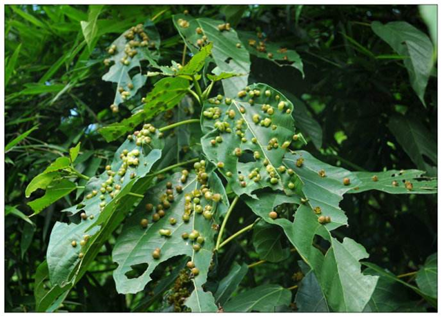 农村这个野草,果实中藏得有虫子,价值十分珍贵_母草