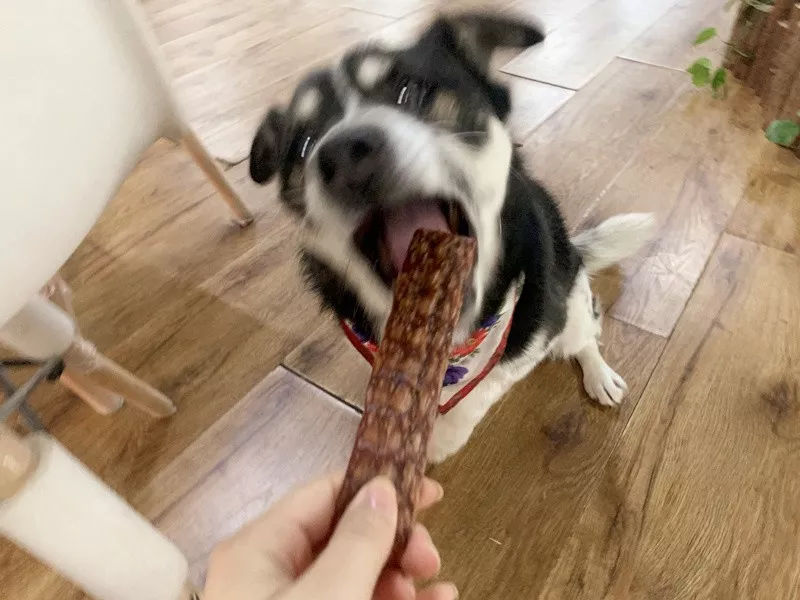 原创主人吃辣条,小柯基好奇闻了一下袋,狗生瞬间到达巅峰