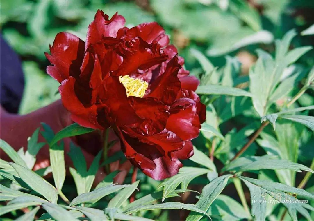 每日一花 | 黑豹牡丹:黑色荷花型,花瓣大,边缘皱褶!