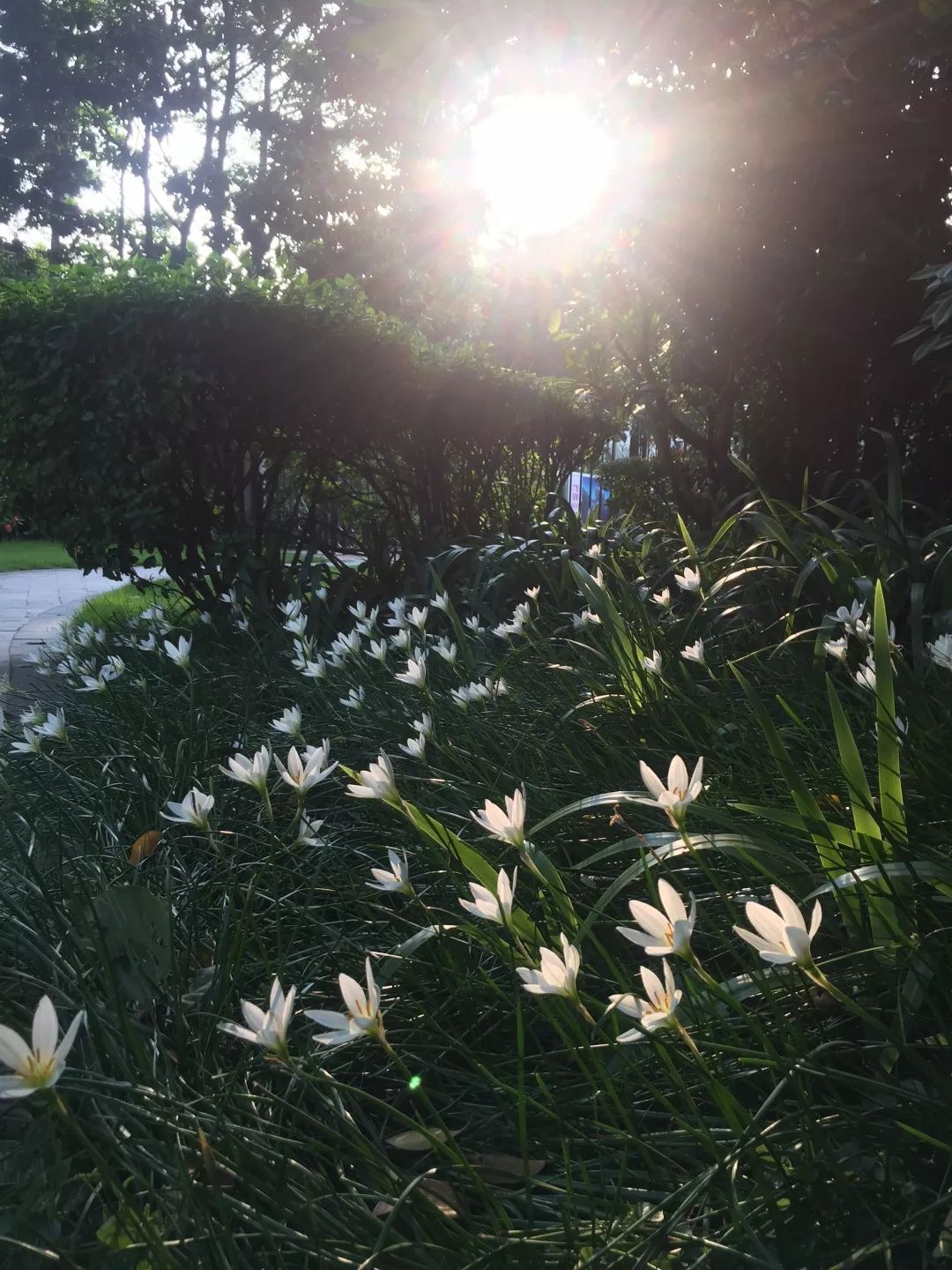花期7-9月 石蒜科学名葱莲保利中心23°n 113°e 广州花期5～10月