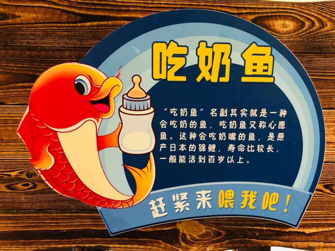 爱丁堡幼儿园大班春季合肥马塔塔动物王国研学之旅