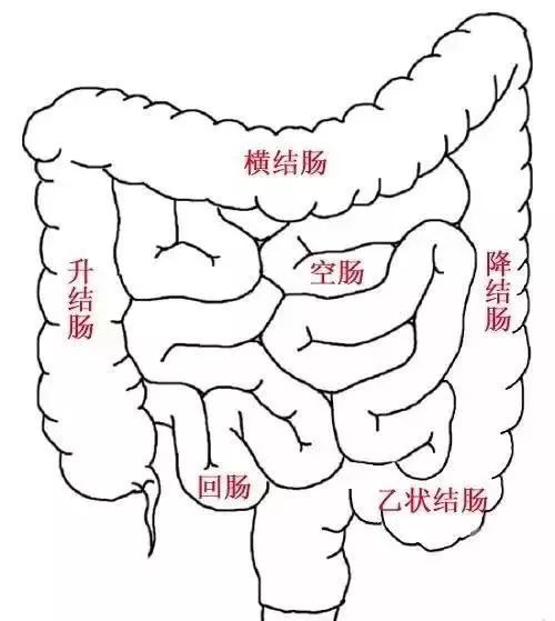 腹部小肠分组图片
