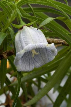 毛里求斯蓝铃花豹皮花铁锤兰香胶树西方臭崧瓦勒迈杉智利酒棕榈杂交