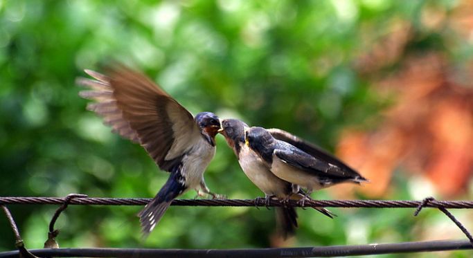 聆听│又是一年燕归时 文/邢三元 诵/卿筠