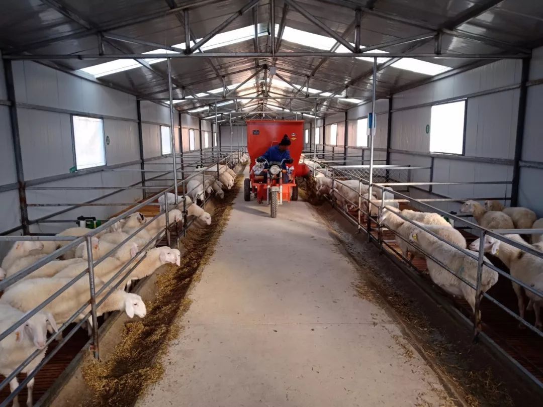 一开始,李小林只是小规模养殖,边养边收,再贩卖出去.