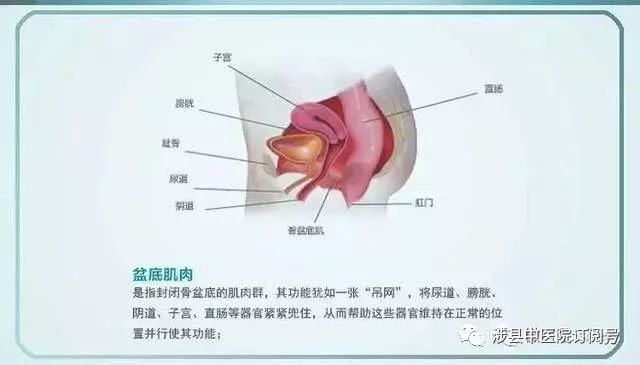 将尿道,膀胱,阴道,子宫,直肠等脏器紧紧的吊住,从而维持正常位置以便