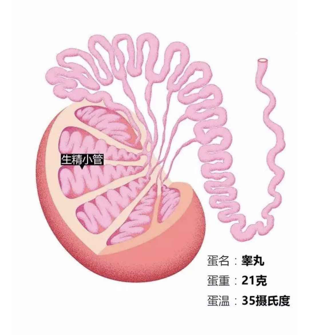 男人,请保护好你的"蛋蛋"_睾丸