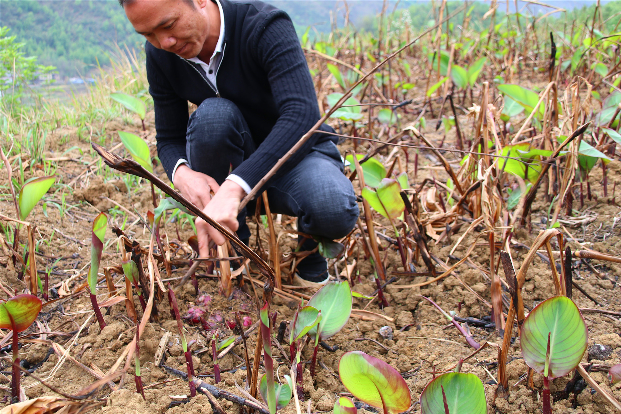原创贵州芋头哥种600亩芋头成酒后收入翻十倍年入2400万