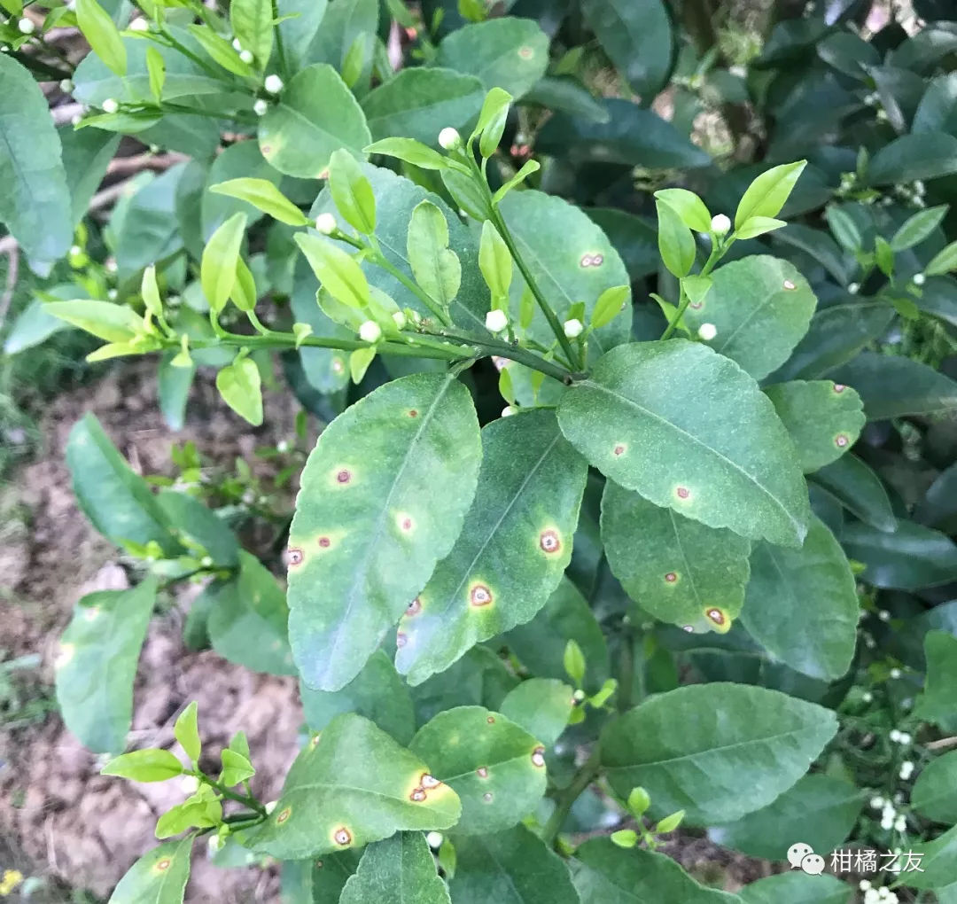 柑橘喷保果药时可添加溃疡病红蜘蛛药剂吗