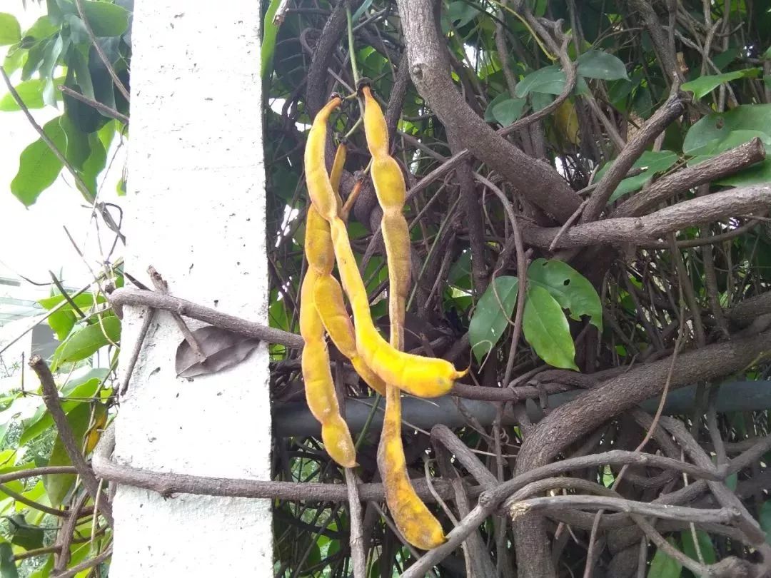 江门的禾雀花开了据说它30年才结果而且果实有