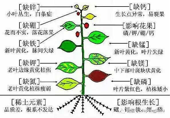 僵果心叶干边叶脉发黄茄子这三大生理病害该如何处理
