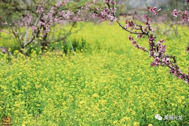 油菜花田里有桃花