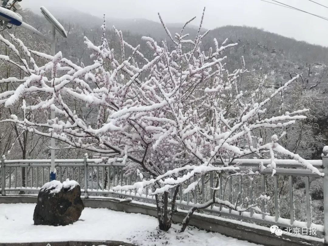 卢通洋 摄今天凌晨,房山蒲洼山区,门头沟灵山山区都降下了雪花.