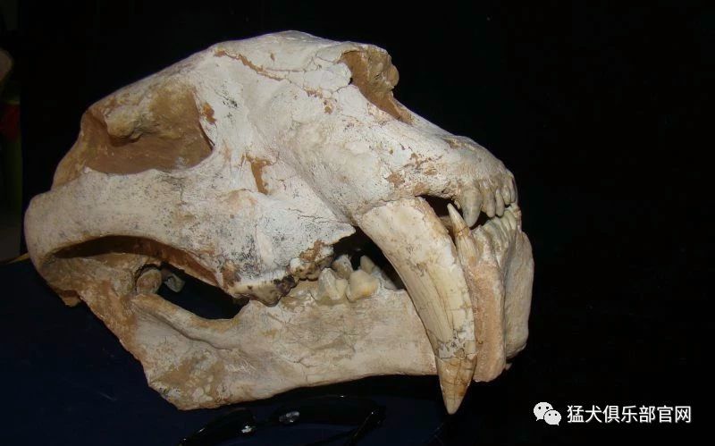 化石展示(犬齿对比示意,制图@张靖/星球研究所)(豹与剑齿虎骨骼对比