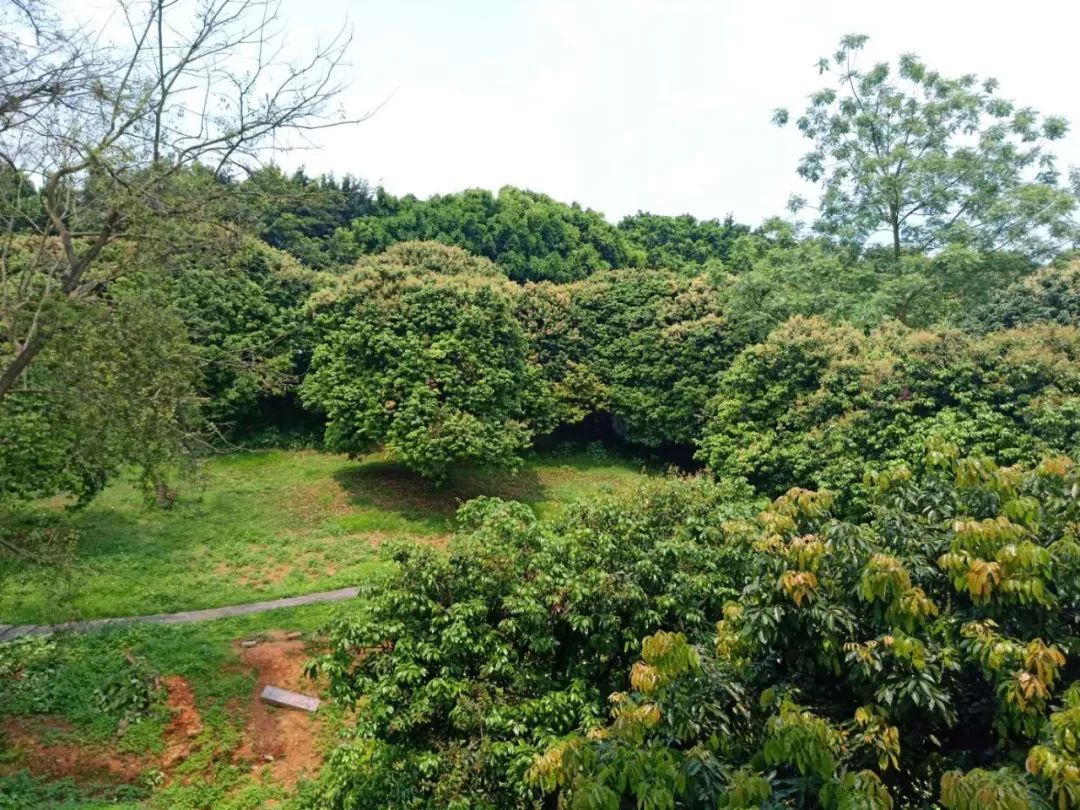 2019年荔枝大减产,价格._花果山
