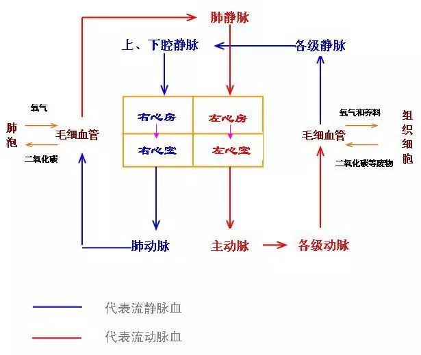 体循环:左心室将肺循环回心脏的富含氧气的血液(体动脉血)泵入体