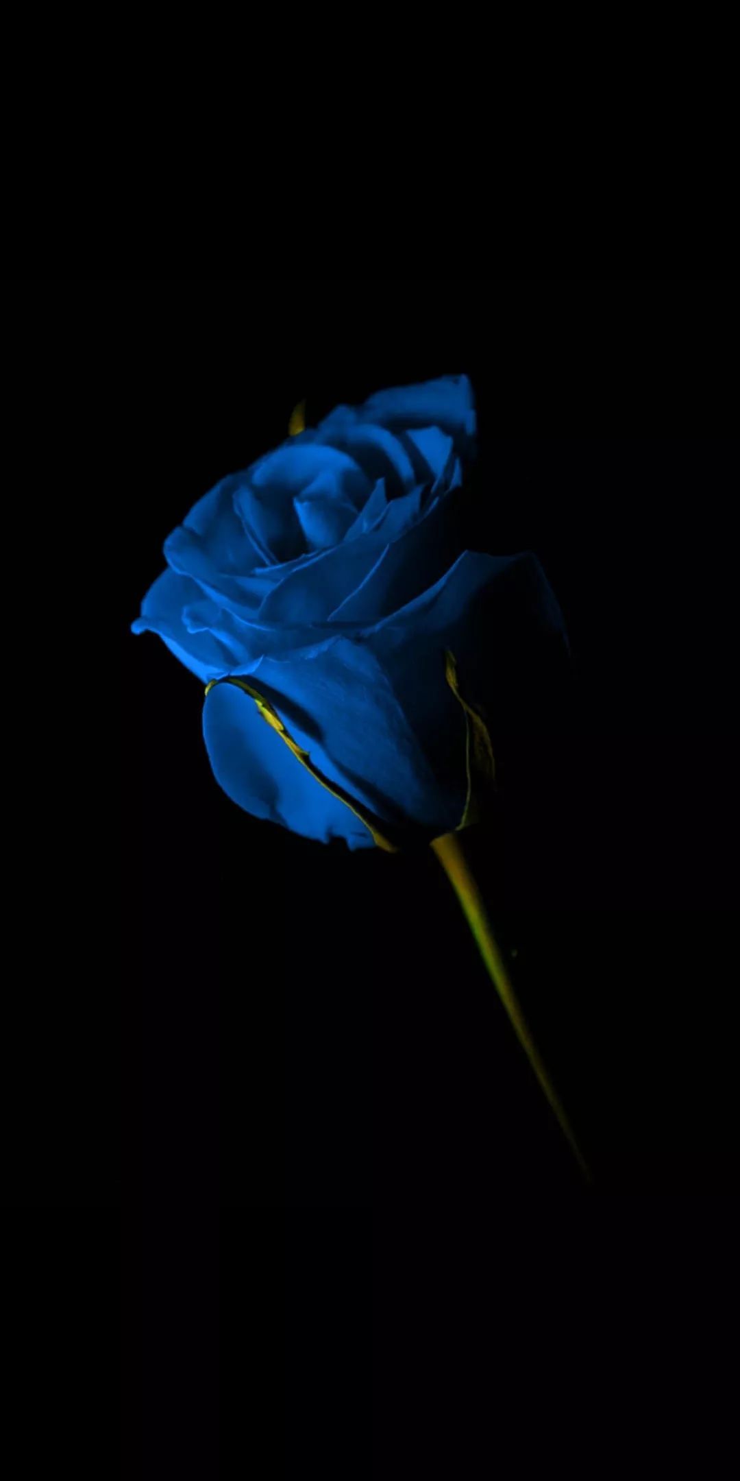 超美黑暗花朵壁纸背景