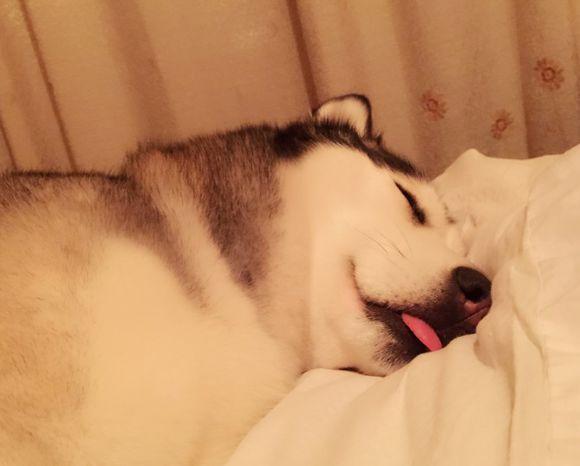 二哈热衷于掏沙发,窝在洞里睡觉,主人欲哭无泪