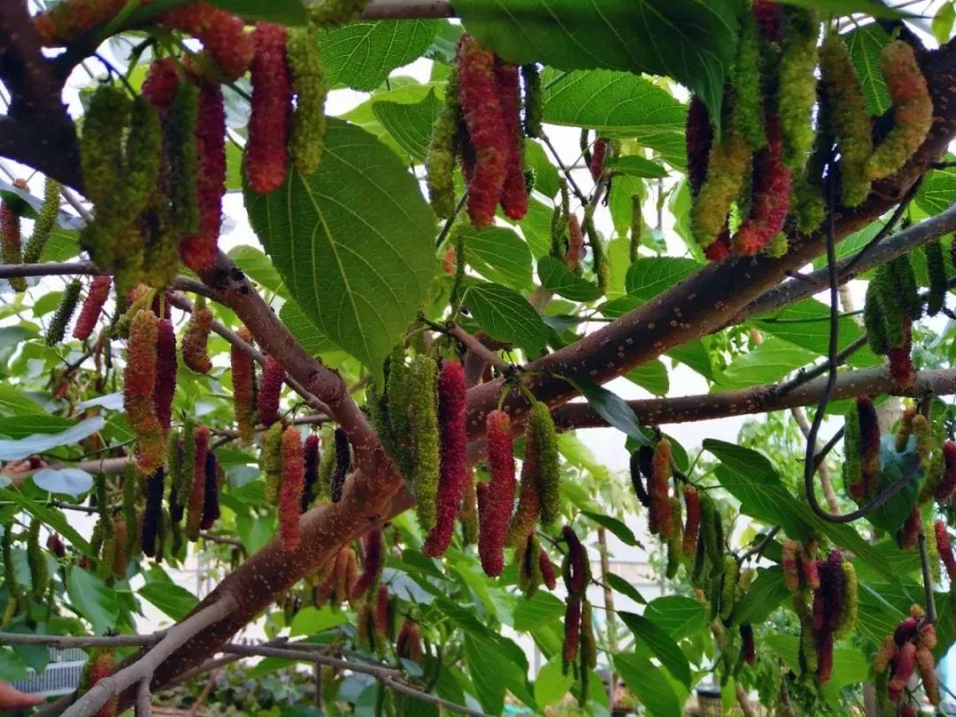 福山的长果桑熟了想吃的小伙伴有口福了