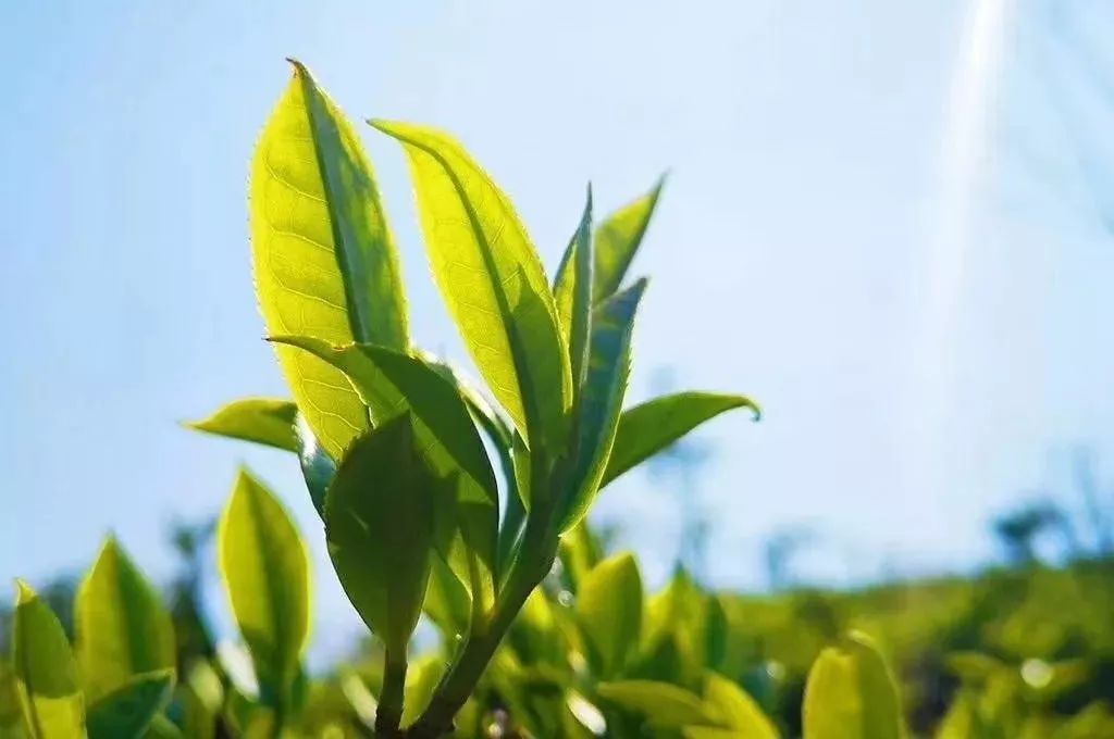 正皓茶人的茶山行—寻找春茶"魅力"_茶树