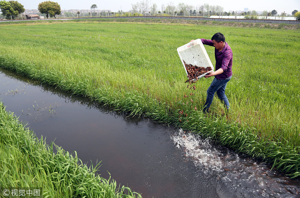 浙江嘉善:稻田养殖小龙虾 立体水田产"黄金"