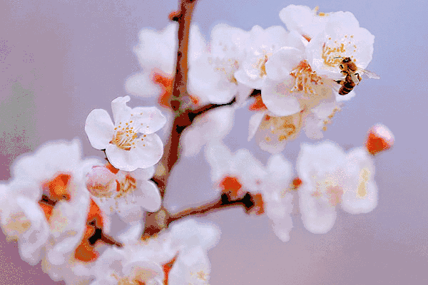 "桃花岛""桃花沟""桃花洞"遍布其中 沿着公路一直向前远远望去 在一片