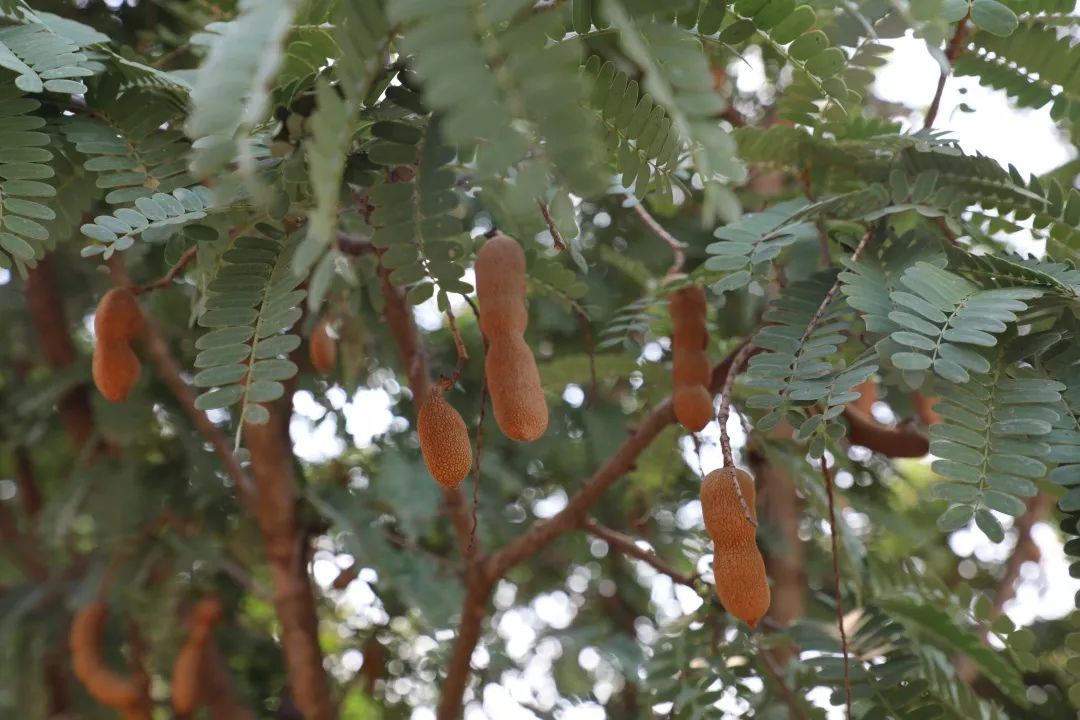 元江甜角,你吃过吗?_种植